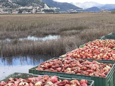 Okusi Neretve - Naronija