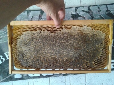 Okvir košnice pun meda