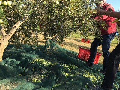 Olea BB - Oleum viride Belić