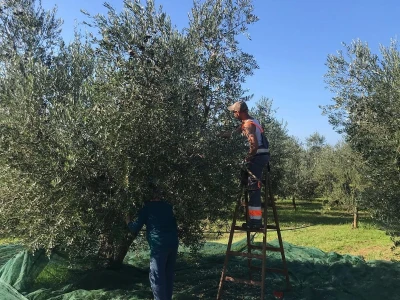 Olea BB - Oleum viride Belić