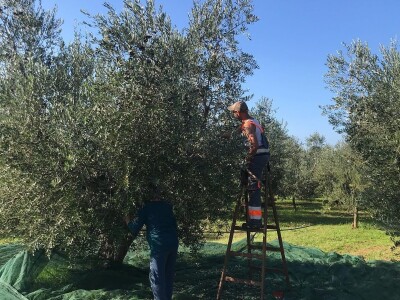 Olea BB - Oleum viride Belić