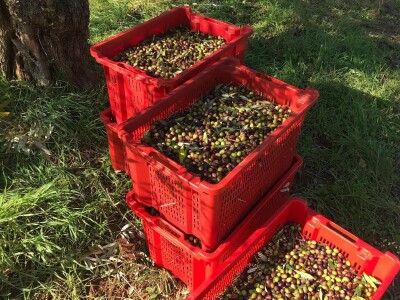 Olea BB - Oleum viride Belić