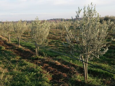 Olea BB - Oleum viride Belić