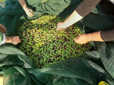 Olea BB - Oleum viride Belić