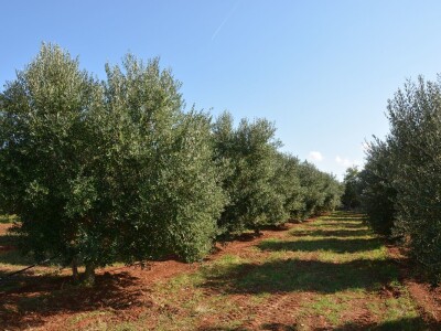 Olea BB - Oleum viride Belić