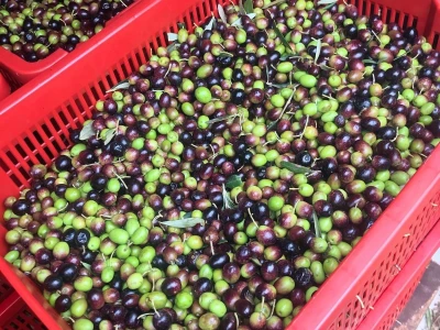 Olea BB - Oleum viride Belić