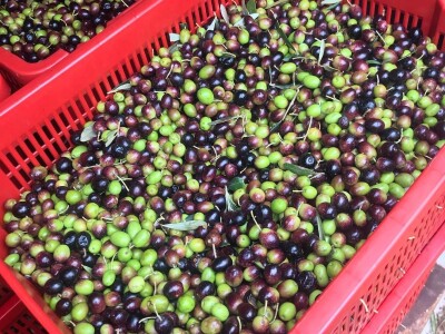 Olea BB - Oleum viride Belić