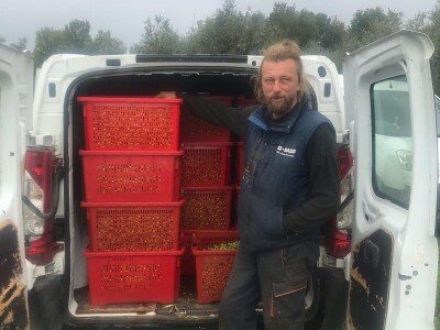 Olea BB - Oleum viride Belić