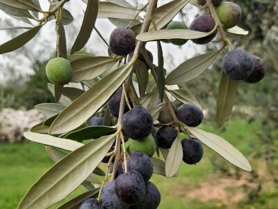 Olea BB - Oleum viride Belić