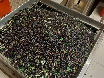 Olea BB - Oleum viride Belić