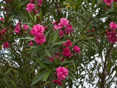 Dekorativnosti oleandera najviše pridonose cvjetovi