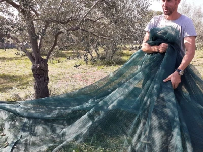 Olive Touch - berba maslina