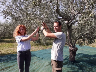 Olive Touch - berba maslina