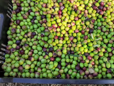 Olive Touch - berba maslina