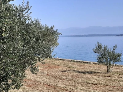 Olive Touch - berba maslina