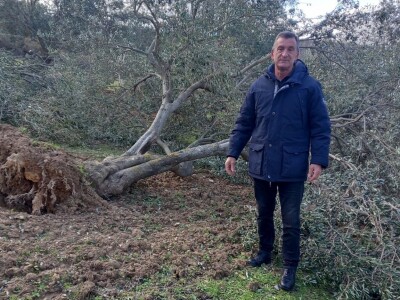 Olujno nevrijeme poharalo maslinike kod Benkovca