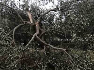 Olujno nevrijeme poharalo maslinike kod Benkovca