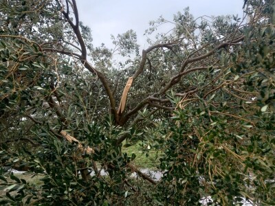 Olujno nevrijeme poharalo maslinike kod Benkovca