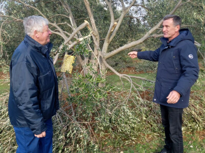 Olujno nevrijeme poharalo maslinike kod Benkovca