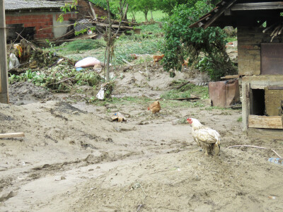 Olujno nevrijeme u općini Cernik