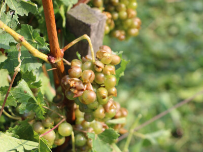 Olujno nevrijeme u Požeštini