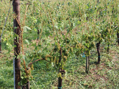 Olujno nevrijeme u Požeštini