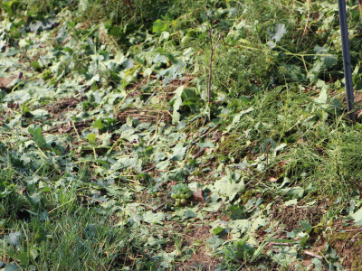 Olujno nevrijeme u Požeštini