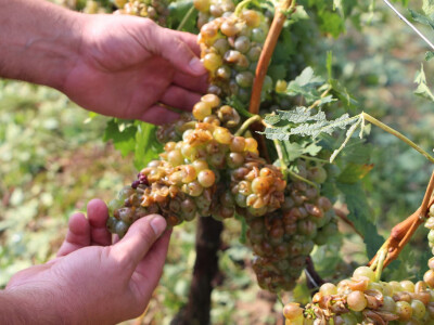 Olujno nevrijeme u Požeštini