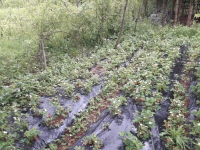 Omer Begović: Manimo se egzotike, uzgajajmo voće našeg podneblja Omer Begović: Manimo se egzotike, uzgajajmo voće našeg podneblja