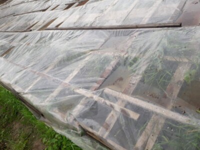 Omer Begović: Manimo se egzotike, uzgajajmo voće našeg podneblja Omer Begović: Manimo se egzotike, uzgajajmo voće našeg podneblja