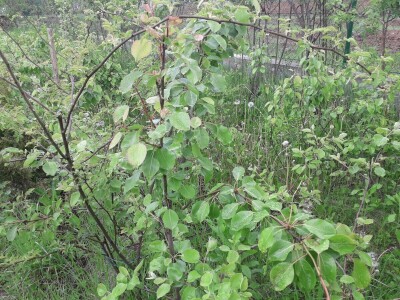 Omer Begović: Manimo se egzotike, uzgajajmo voće našeg podneblja Omer Begović: Manimo se egzotike, uzgajajmo voće našeg podneblja