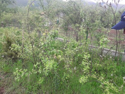 Omer Begović: Manimo se egzotike, uzgajajmo voće našeg podneblja Omer Begović: Manimo se egzotike, uzgajajmo voće našeg podneblja