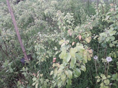 Omer Begović: Manimo se egzotike, uzgajajmo voće našeg podneblja Omer Begović: Manimo se egzotike, uzgajajmo voće našeg podneblja