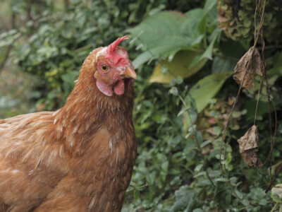 On je junak, a ona šefica! Eldin i Armina Muhović prepoznali blagodati sela