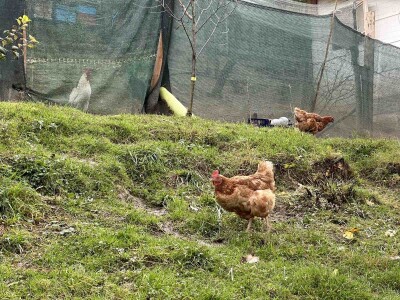 On je junak, a ona šefica! Eldin i Armina Muhović prepoznali blagodati sela