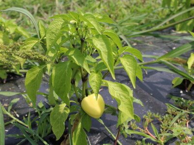 Online tržnica Plodovi.hr