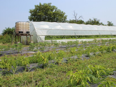 Online tržnica Plodovi.hr
