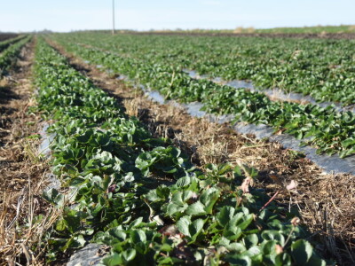 Ono si što jedeš #kupovina direktno od proizvođača #sopstvena proizvodnja