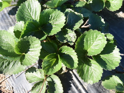 Ono si što jedeš #kupovina direktno od proizvođača #sopstvena proizvodnja