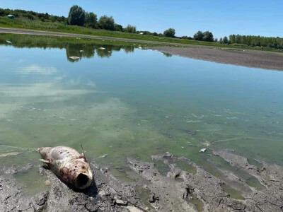 Čonopljansko jezero - pomor ribe