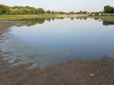 Čonopljansko jezero - pomor ribe