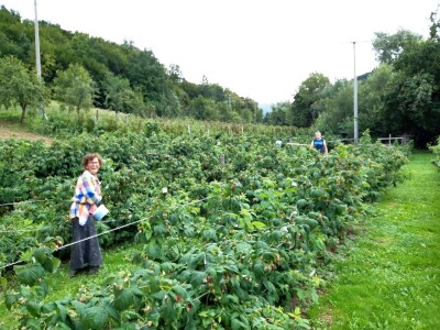 Općina Gornji Vakuf- Uskoplje isplatila poticaj proljetnoj sjetvi