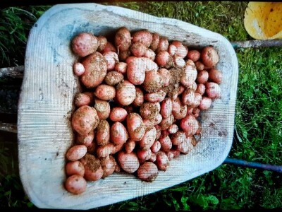 Općina Gornji Vakuf- Uskoplje isplatila poticaj proljetnoj sjetvi