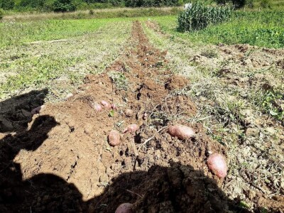 Općina Gornji Vakuf- Uskoplje isplatila poticaj proljetnoj sjetvi