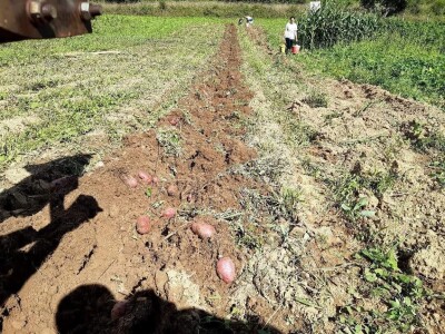 Općina Gornji Vakuf- Uskoplje isplatila poticaj proljetnoj sjetvi