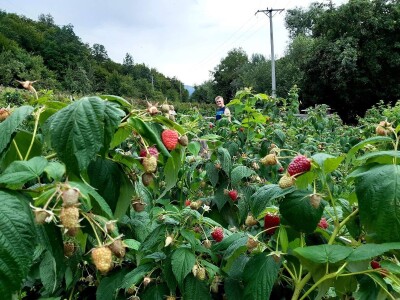 Općina Gornji Vakuf- Uskoplje isplatila poticaj proljetnoj sjetvi