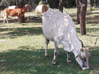 Općina Udbina