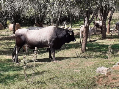 Općina Udbina