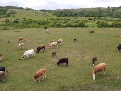 Općina Udbina