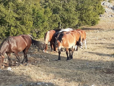 Općina Udbina